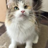 ノルウェージャンフォレストキャット