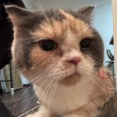 スコティッシュフォールド