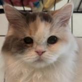 スコティッシュフォールド