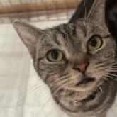 アメリカンショートヘア