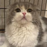 スコティッシュフォールド