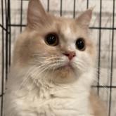 スコティッシュフォールド