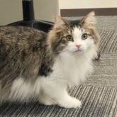 ノルウェージャンフォレストキャット