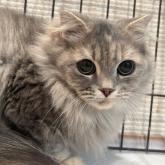 スコティッシュフォールド