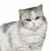 ミヌエット