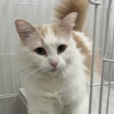 ノルウェージャンフォレストキャット