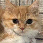 スコティッシュフォールド