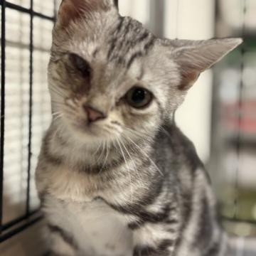 猫 × アメリカンショートヘアの里親募集一覧｜ハグー -みんなのペット
