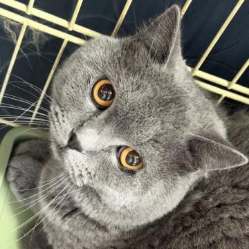 猫 × 長野県 × グレーの里親募集一覧｜ハグー -みんなのペット里親情報
