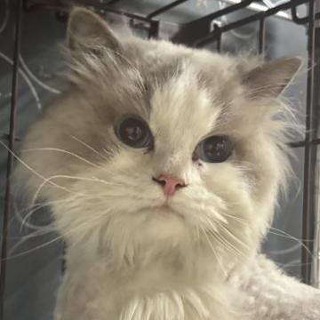 猫 × 滋賀県 × ラグドールの里親募集一覧｜ハグー -みんなのペット里親情報