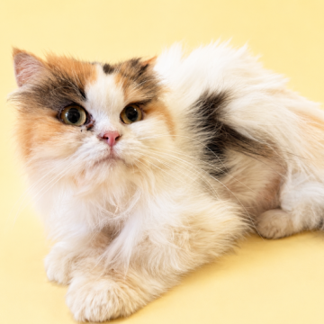 猫 × 徳島県 × マンチカンの里親募集一覧｜ハグー -みんなのペット里親情報