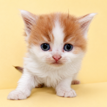 猫 × 三重県 × スコティッシュフォールドの里親募集一覧｜ハグー