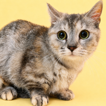 猫 × 徳島県 × マンチカンの里親募集一覧｜ハグー -みんなのペット里親情報