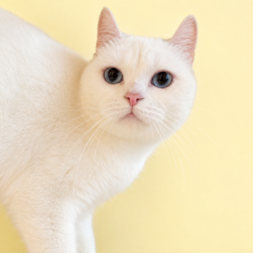 猫 × 滋賀県 × アメリカンカールの里親募集一覧｜ハグー -みんなの
