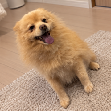 犬 × 大型犬の里親募集一覧｜ハグー -みんなのペット里親情報