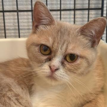 猫 × 岡山県 × スコティッシュフォールドの里親募集一覧｜ハグー