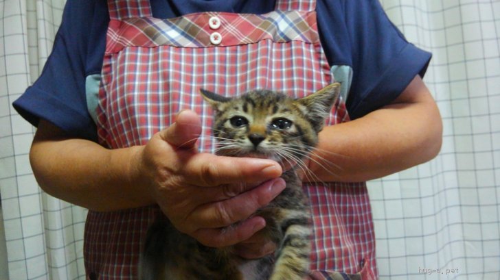 猫の里親募集 茨城県 雑種 育児放棄の野良猫の子猫です ハグー みんなのペット里親情報 Id 06