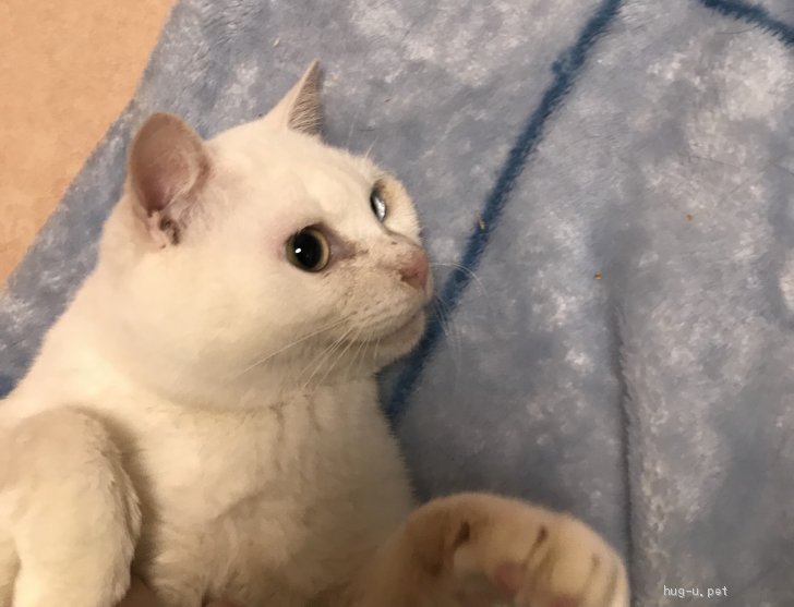 猫の里親募集 福岡県 雑種 とてもゴロスリなオッドアイ白 オスです ハグー みんなのペット里親情報 Id 1904