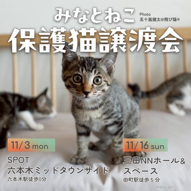 譲渡会 みなとねこ保護猫譲渡会＠SPOT六本木ミッドタウンサイド(東京都