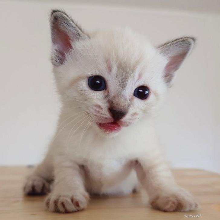 子猫（他の方は購入ご遠慮願います） 猫の里親募集】東京都・雑種・アイリスママの5匹の子猫たち☆スズラン