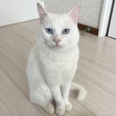 雑種