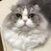スコティッシュフォールド