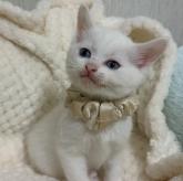 雑種
