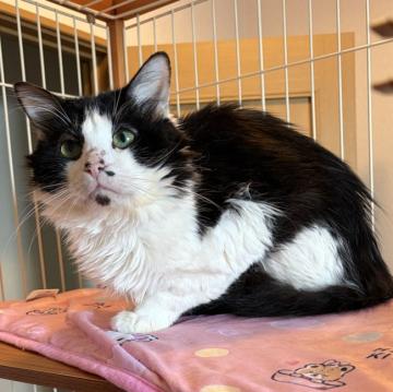 猫の里親募集】東京都・雑種・どすこい！ぽっちゃり体型の平和主義男子