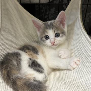 猫の里親募集】神奈川県・雑種・フワフワ長毛の三毛猫ゆずちゃん（ID