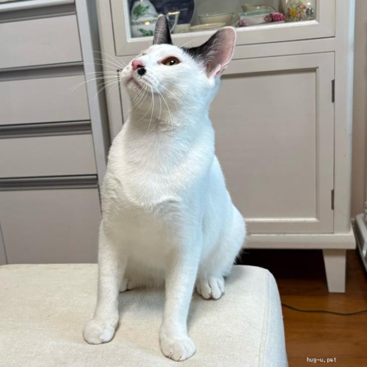 猫の里親募集】東京都・雑種・【9/29芝浦】性格はなまる！ヅラ猫マーチ