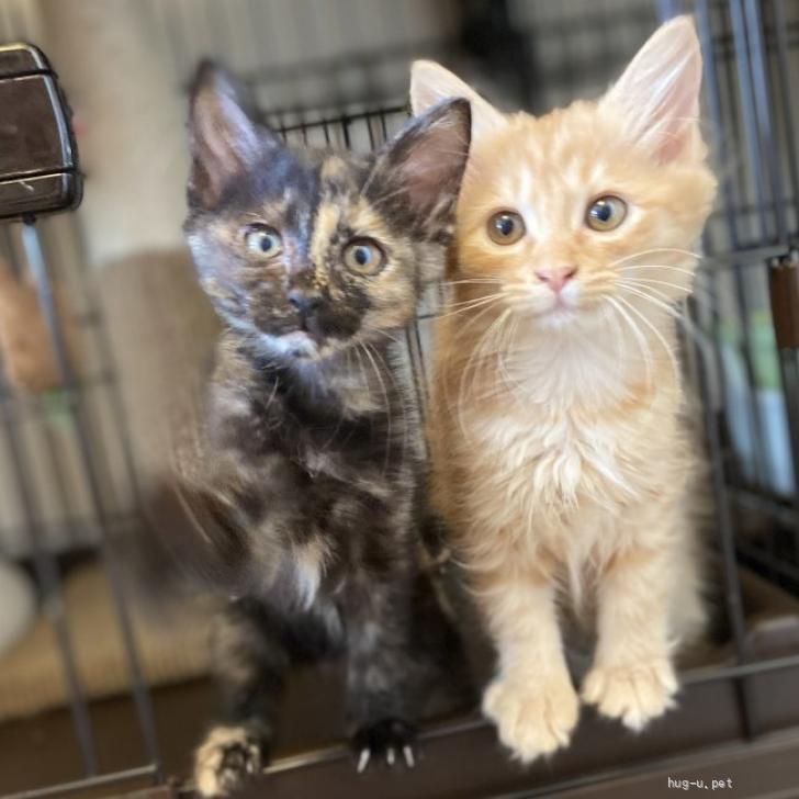 猫の里親募集】東京都・雑種・【8/26芝浦】茶トラ長毛＆サビ子猫☆ペア