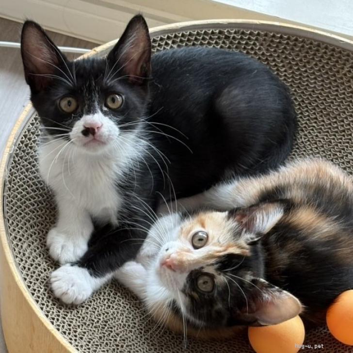 猫の里親募集】東京都・雑種・【9/27赤坂見附】天真爛漫なお転婆娘