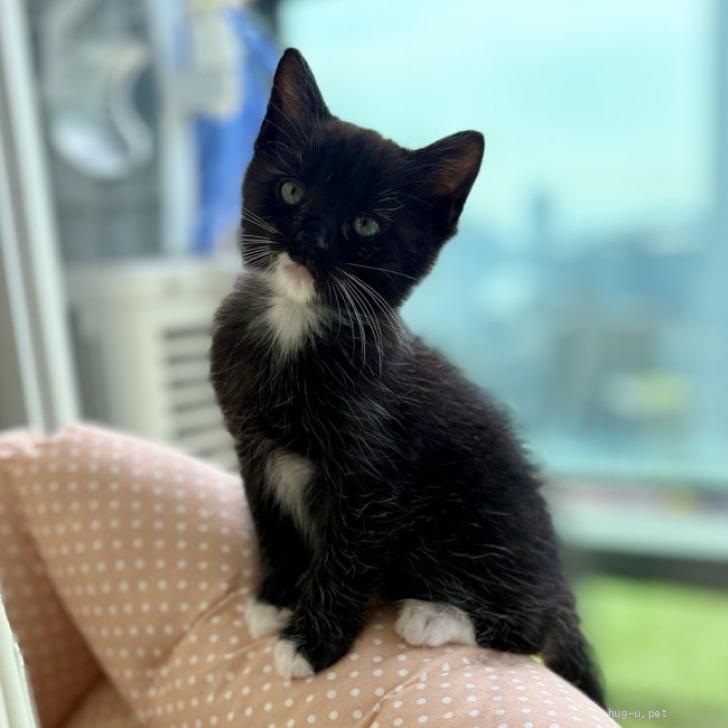 猫の里親募集】東京都・雑種・【5/18月島】ルナファミリー☆黒多め