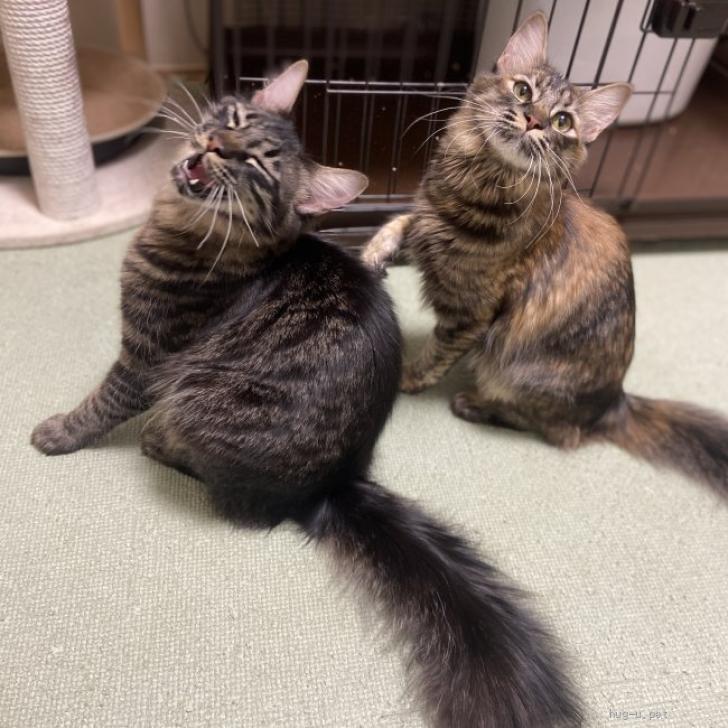 猫の里親募集】東京都・雑種・【3/31芝浦】麦わら長毛元気なマーブル