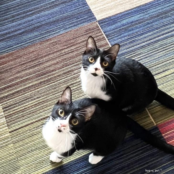 里桜様用個別オーダーページ パネル生地 ねこ*いぬ*女の子*バッグ等 里桜様用個別オーダーページ パネル生地 ねこ*いぬ*女の子*バッグ