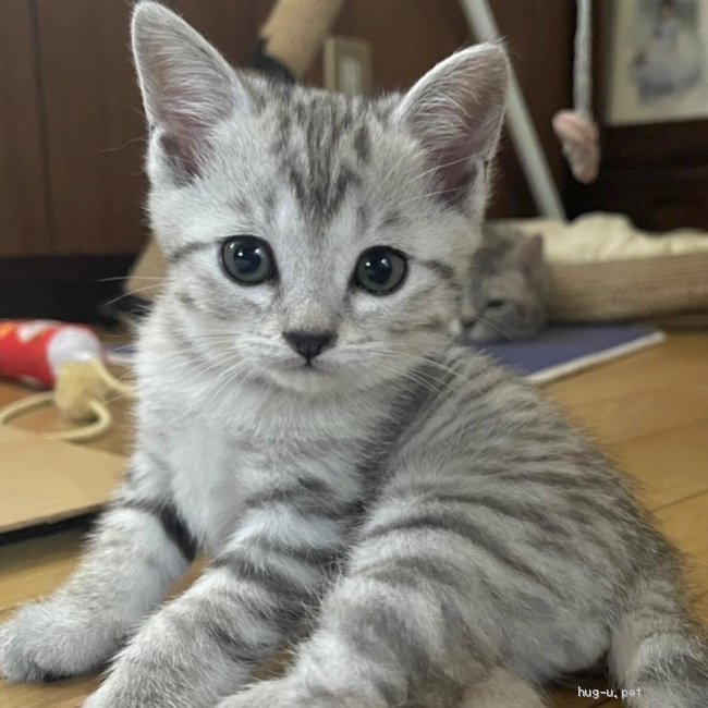 猫の里親募集】岡山県・雑種・【リモートお見合い可】アメショ風♥家族