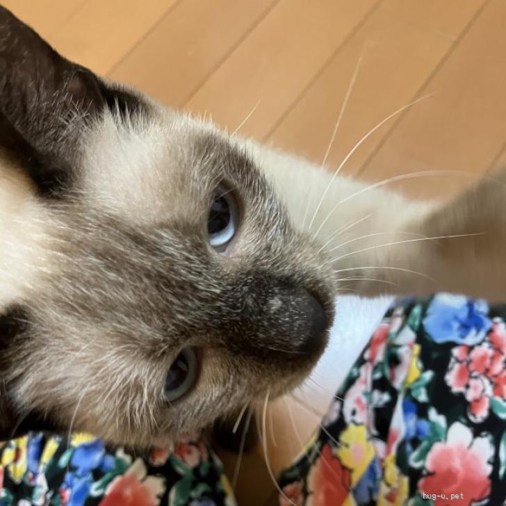猫の里親募集】東京都・雑種・【10/26芝浦】甘えん坊のシャム風美猫