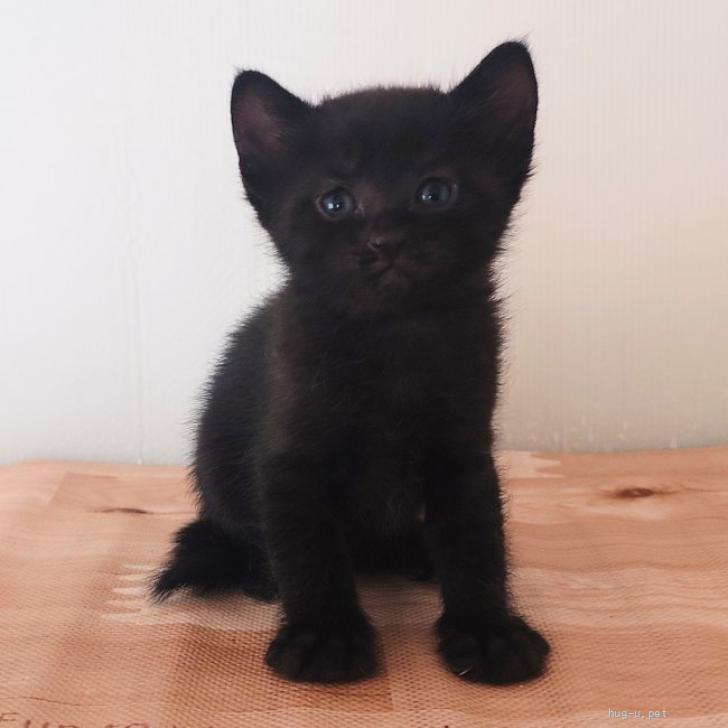 猫の里親募集】東京都・雑種・アイリスママの5匹の子猫たち☆スズラン