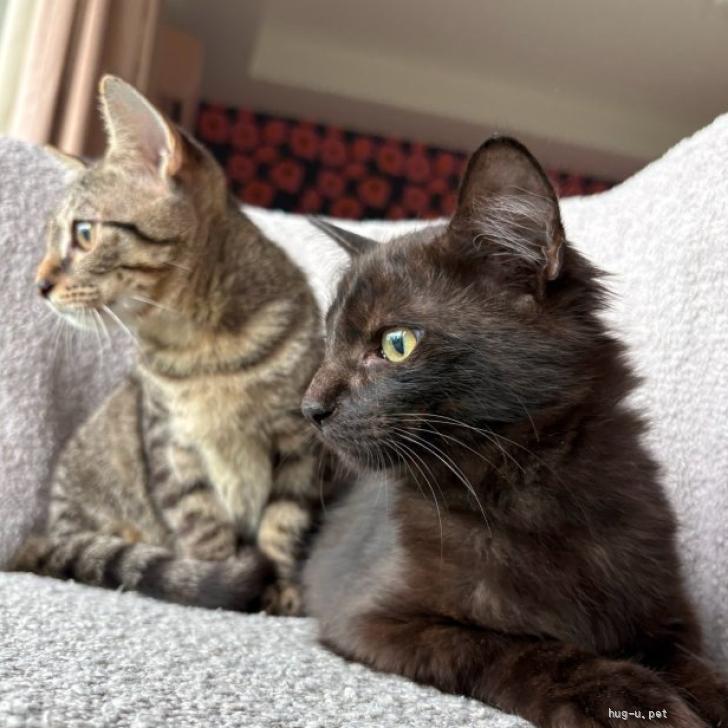 猫の里親募集】東京都・雑種・【9/27赤坂見附】沖縄4兄妹ちょっと困り