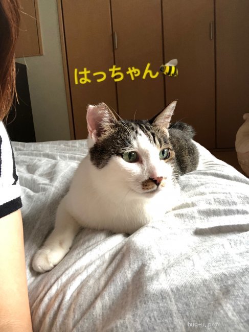 猫の里親募集 大阪府 雑種 人が大好きな男の子 ハグー みんなのペット里親情報 Id 08