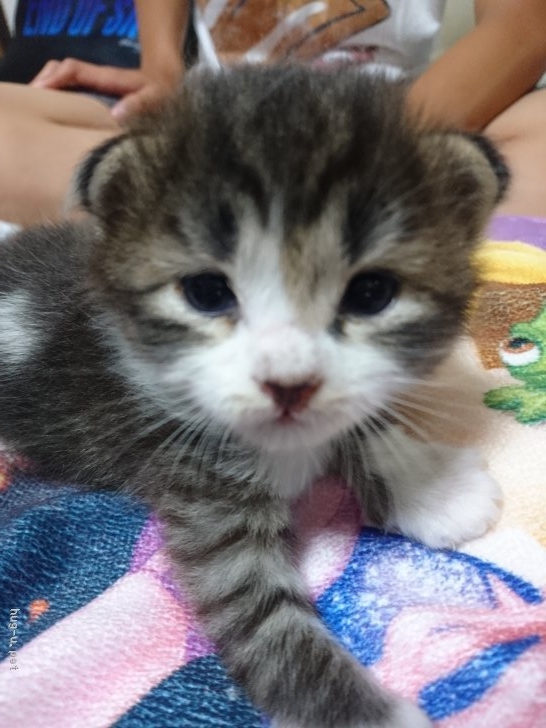 猫の里親募集 佐賀県 雑種 毛並みがモフモフの子猫ちゃん里親さん募集中 ハグー みんなのペット里親情報 Id 1808