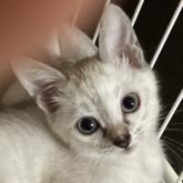 雑種