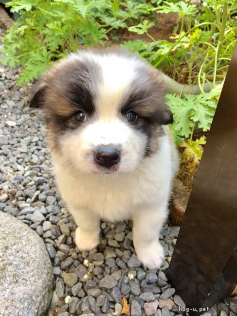 犬の里親募集 香川県 雑種 フワフワ毛の可愛いいプリンちゃん ハグー みんなのペット里親情報 Id 1710