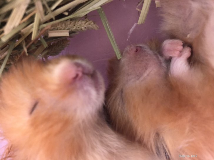 小動物の里親募集 大阪府 ハムスター ロングヘアーハムスター2匹 ハグー みんなのペット里親情報 Id 1901