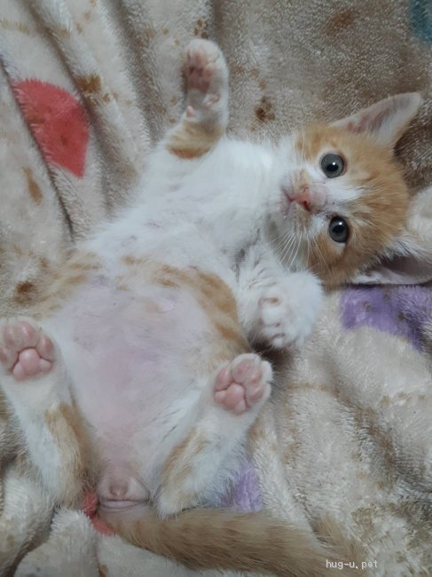 猫の里親募集】群馬県・雑種・可愛い茶白のメスの子猫ちゃんの里親募集（ID:1911-00094）｜ハグー -みんなのペット里親情報