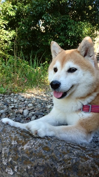 犬の里親募集 群馬県 柴犬 わがままでずが かわいい女の子です ハグー みんなのペット里親情報 Id 1902