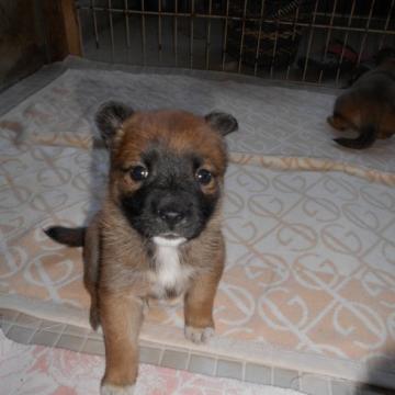 犬の里親募集】広島県・雑種・人懐っこいナナちゃん（ID:2301-00098