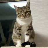 雑種