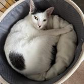 雑種