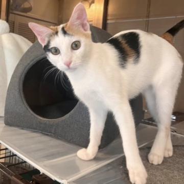 猫の里親募集】沖縄県・キジ三毛・元気で生命力のある、白キジ三毛の